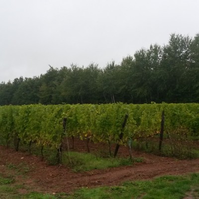 domaine-pas-st-martin1